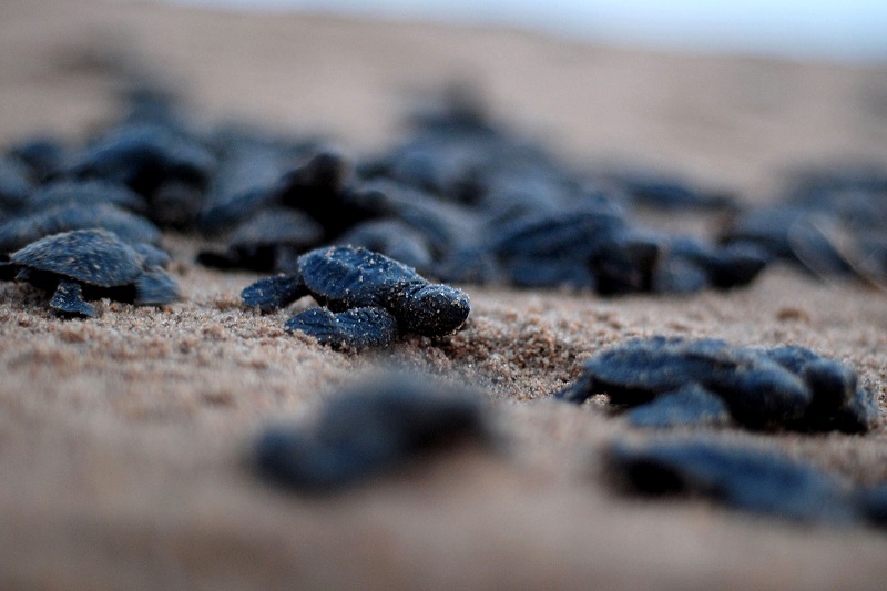 In this file photo taken on April 11, 2013, newly-hatched Olive Ridley turtles make their way to the ocean at the Rushikulya river mouth in Ganjam district, 140km south of the eastern Indian city of Bhubaneswar. u00e2u20acu201d AFP pic