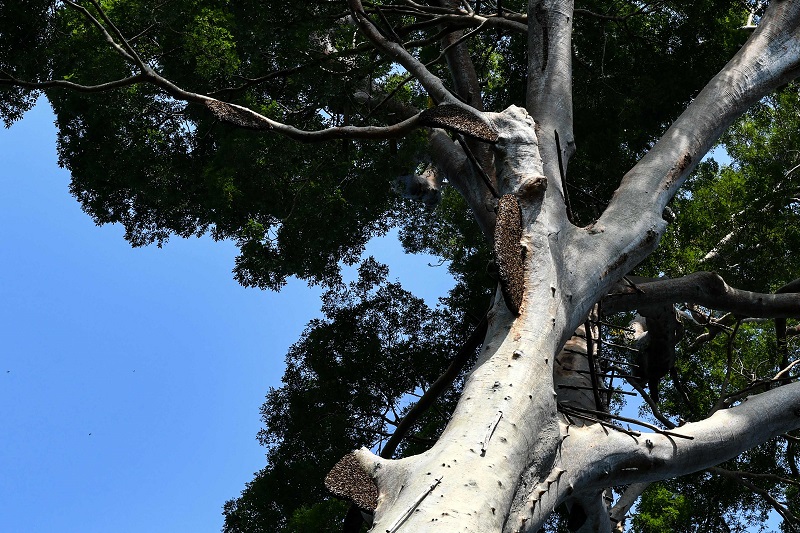 This photograph taken on February 11, 2018 shows bee-nests atop a giant Tualang tree in the greater Ulu Muda forests in Sik, northeast of Kedah. u00e2u20acu2022 AFP pic