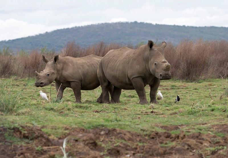 Rhinos are seen in the Pongola Nature Reserve in Jozini, South Africa, October 27, 2017. u00e2u20acu201d Reuters pic