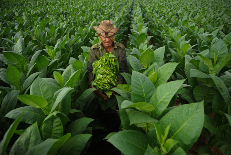 A farmer works at a tobacco plantation in San Juan y Martinez, Pinar del Rio Province. u00e2u20acu201d AFP pic