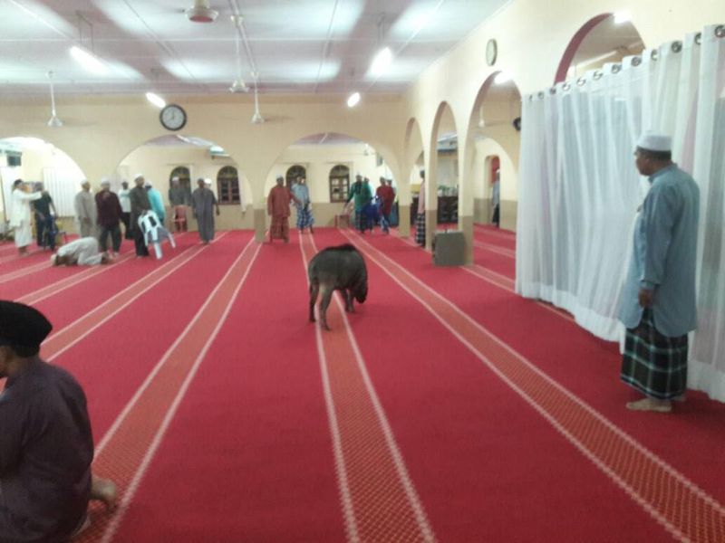 Seekor babi hutan tersesat memasuki dewan solat Masjid Sungai Plong, Sungai Buloh, 6 Mac 2018. u00e2u20acu201d  Foto ihsan Facebook/Nizam Ayu