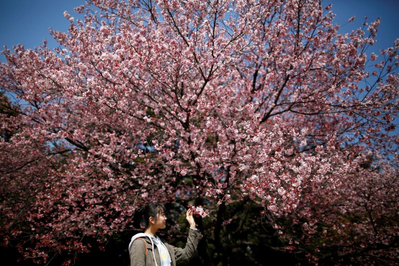 A visitor looks at early flowering Kanzakura cherry blossoms in full bloom at the Shinjuku Gyoen National Garden in Tokyo March 14, 2018. u00e2u20acu201d Reuters pic