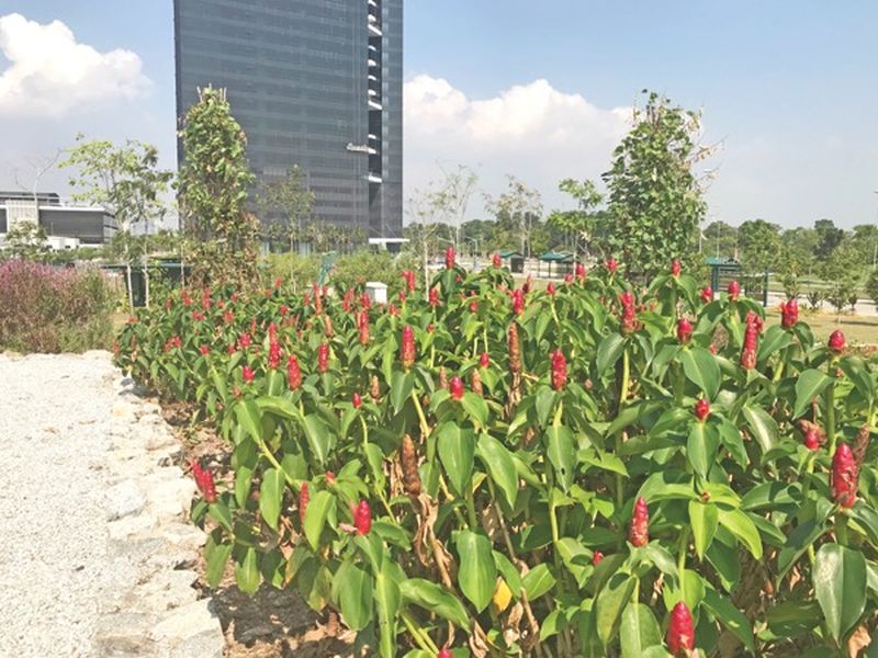 The five-acre Edible Park is an edible landscape designed to build community around the important subject of food and how to incorporate it in sustainable living. ― Picture courtesy of Medini Iskandar Malaysia Sdn Bhd (MIM)