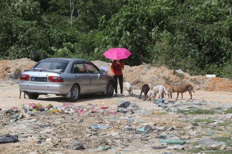 The stray dogs which were captured and released into a landfill area in Papan might have a new lease of life as animal lover groups are planning to build a shelter there. u00e2u20acu2022 Picture by Marcus Pheong