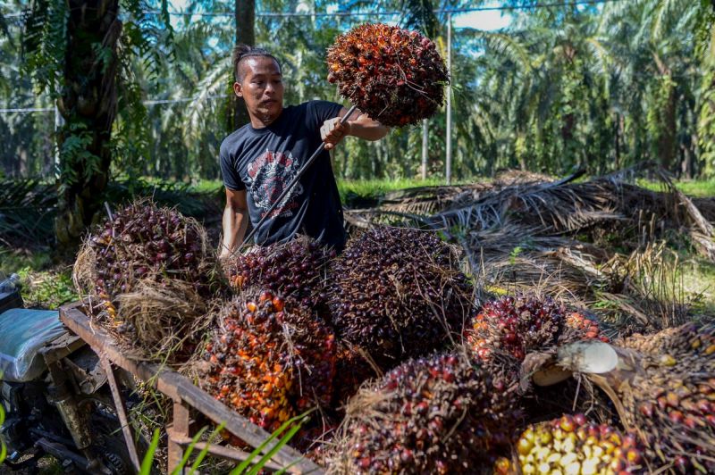 A worker collects palm oil fruit after being harvested at a plantation in Kampung Bukit Hijau, Kuala Selangor March 14, 2018. u00e2u20acu201d Picture by Mukhriz Hazim