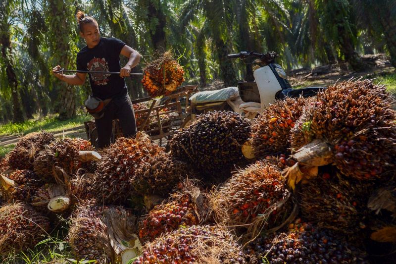 A worker collects palm oil fruit after being harvested at a plantation in Kampung Bukit Hijau, Kuala Selangor March 14, 2018. u00e2u20acu201d Picture by Mukhriz Hazim