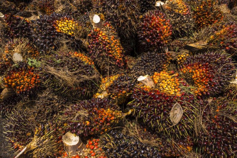 Palm oil fruit bunches sit on the ground at a weighing station in Kampung Bukit Hijau before being delivered to the palm oil factory in Sungai Tengi, Kuala Kubu Bharu March 14, 2018. u00e2u20acu201d Picture by Mukhriz Hazim