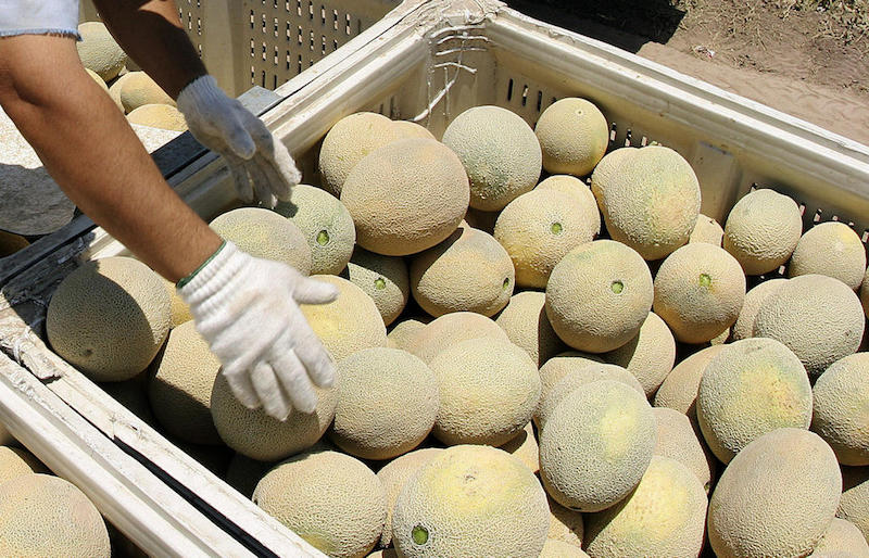 Rock melons from Australia have been implicated in a deadly human listeriosis outbreak. u00e2u20acu201d Reuters file pic