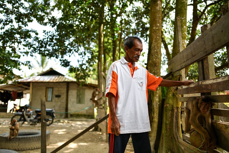This picture taken on February 8, 2018 shows macaque-trainer Wan Ibrahim Wan Mat training a pig-tailed macaque to pick coconuts outside his house in the village of Melor in the northern state of Kelantan. — AFP pic