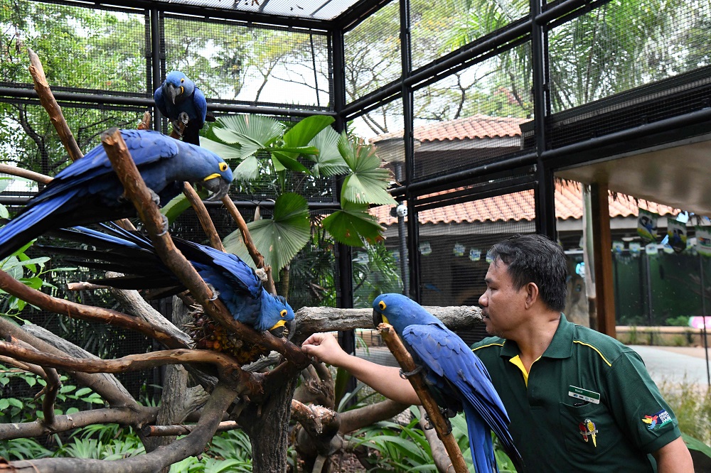 This photograph taken on March 7, 2018 shows Razali Bin Mohamad Habidin, deputy head avian keeper, checking on hyacinth macaws at Jurong Bird Park in Singapore. — AFP pic