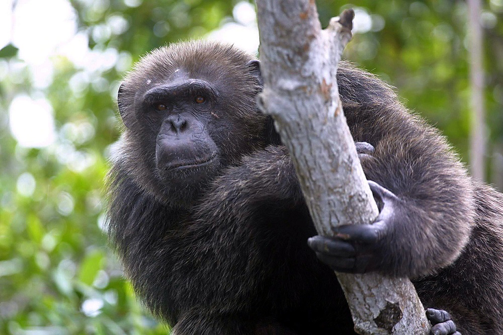 A file photo taken on February 9, 2005 shows a chimpanzee in the Conkouati Douli national park, in the Kouilou region, southeastern Congo Brazzaville. u00e2u20acu201d AFP pic