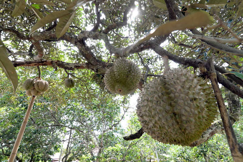 This year, expect a longer durian season in Balik Pulau.