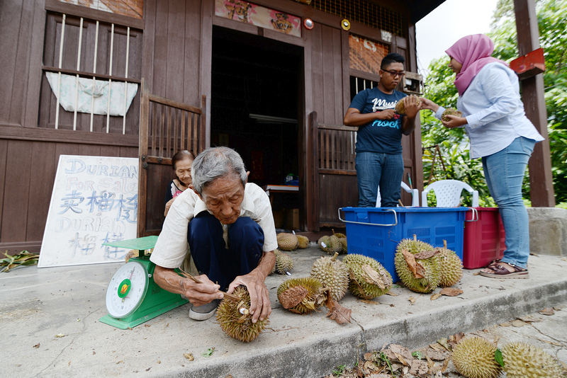 Lim Kow Sih cleaning durians in front of his house in Balik Pulau, Penang.