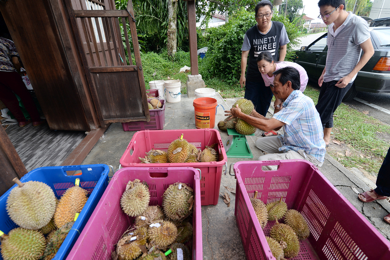Customers taking their pick of durians at Lim's house in Balik Pulau.
