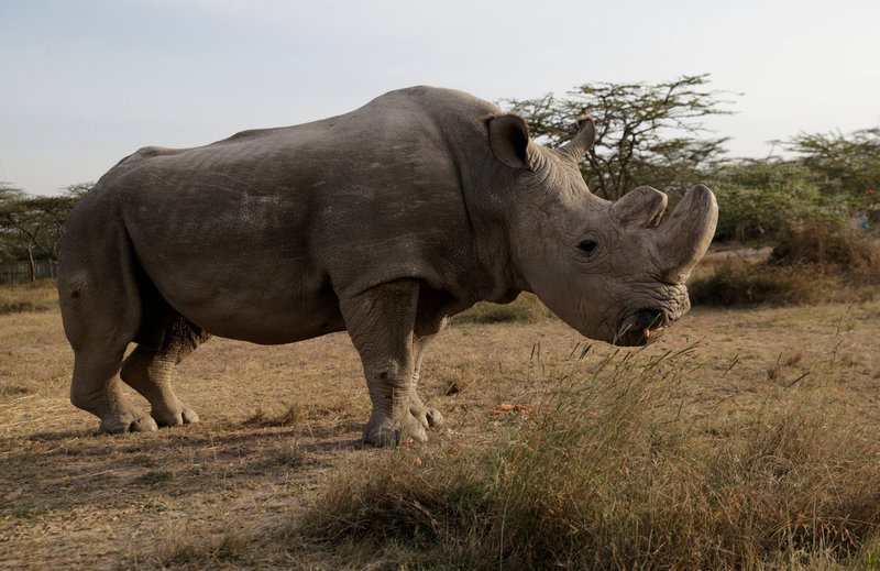 The last male northern white rhino named 'Sudan' is seen at the Ol Pejeta Conservancy in Laikipia, Kenya June 18, 2017. — Reuters
