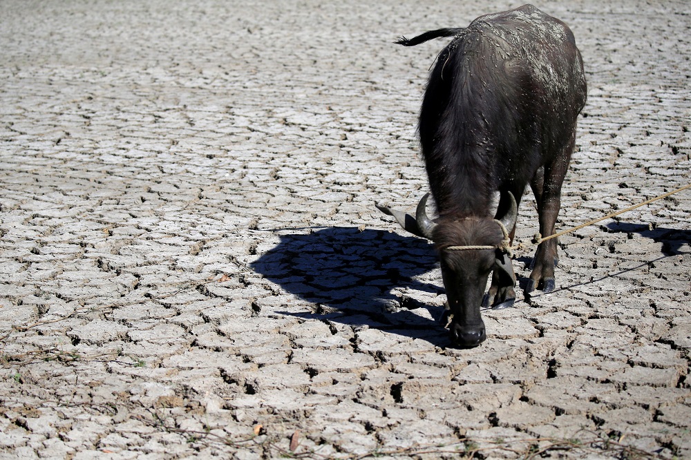 A water buffalo is seen on cracked soil at a dried up rice field in Baliuag town, Bulacan province, north of Manila April 23, 2018. u00e2u20acu201d Reuters pic