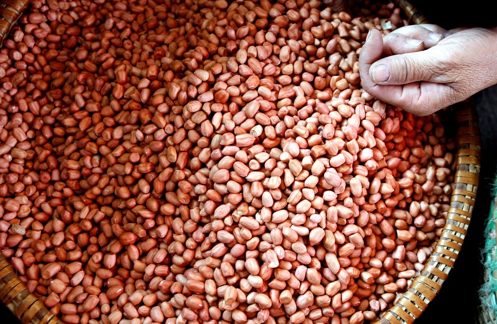 A vendor sells peanuts at the Voi market, 20 km south of Hanoi April 17, 2008.  u00e2u20acu201d Reuters pic