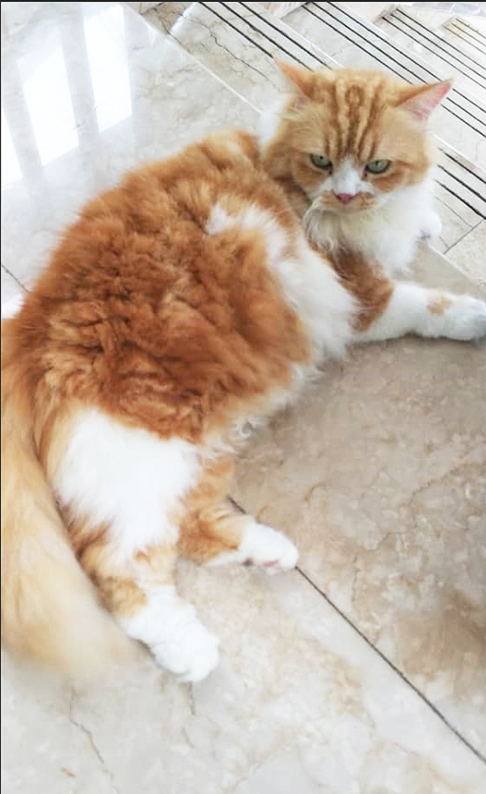 Former prime minister Datuk Seri Najib Razaku00e2u20acu2122s cat Kiky is seen inside his private residence in Kuala Lumpur May 19, 2018. u00e2u20acu201d Picture by Yiswaree Palansamy