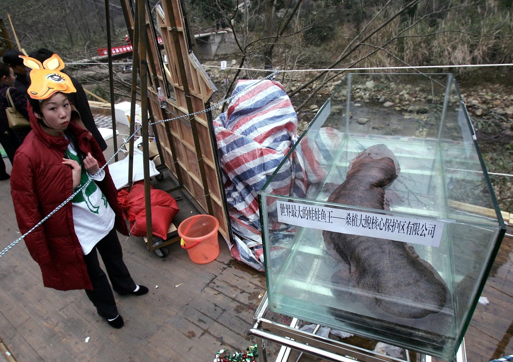 In this file photo taken on December 10, 2005, a woman admires a Chinese giant salamander, the largest in the world, lying in a tank during the China International Conservation festival in Zhangjiajie, central Chinau00e2u20acu2122s Hunan province. u00e2u20acu201d AFP pic