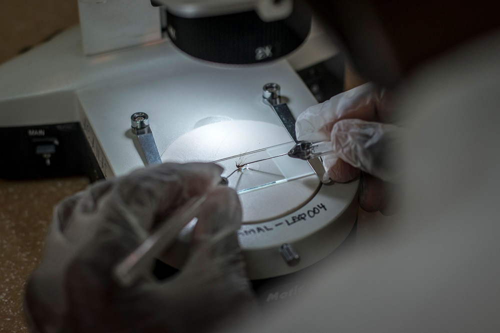 In this file photo taken on May 1, 2018 a worker extracts a sample from one of the mosquitoes they breed at the Entomologist Research Centre in Obuasi, Ashanti Region. u00e2u20acu201d AFP pic