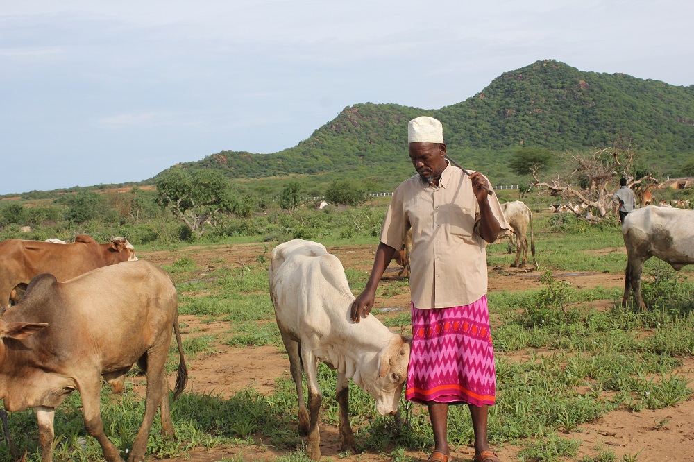 Herder Buchu Boru with his cattle before they are taken out to graze in his village of Arkamana, Marsabit County, Kenya April 11, 2018. u00e2u20acu201d Thomson Reuters Foundation pic