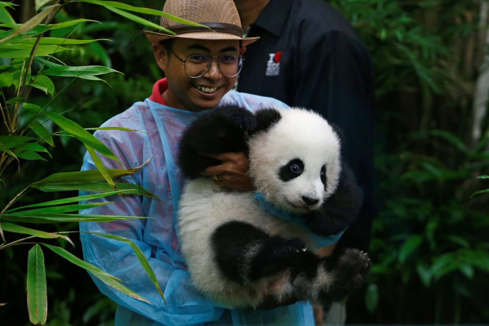 A zoo employee carries the four-month-old female giant panda cub, born to mother Liang Liang and father Xing Xing, on display to the public for the first time at Zoo Negara in Kuala Lumpur May 26, 2018. u00e2u20acu2022 Reuters pic