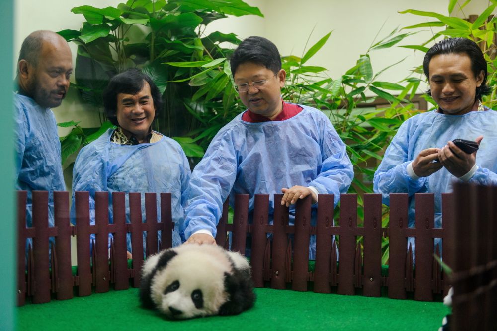 Duta Besar China Ke Malaysia Bai Tian (dua, kanan) hadir untuk melihat anak panda Liang Liang dan Xing Xing sewaktu sesi pengenalan kepada media di Zoo Negara hari ini. u00e2u20acu201d Foto Bernama