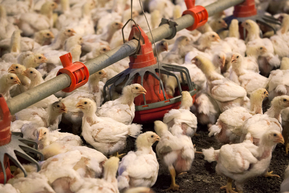 Chickens feed from a row of feed bins at C&A Farms in Fairmont, North Carolina June 10, 2014. u00e2u20acu201d Reuters pic