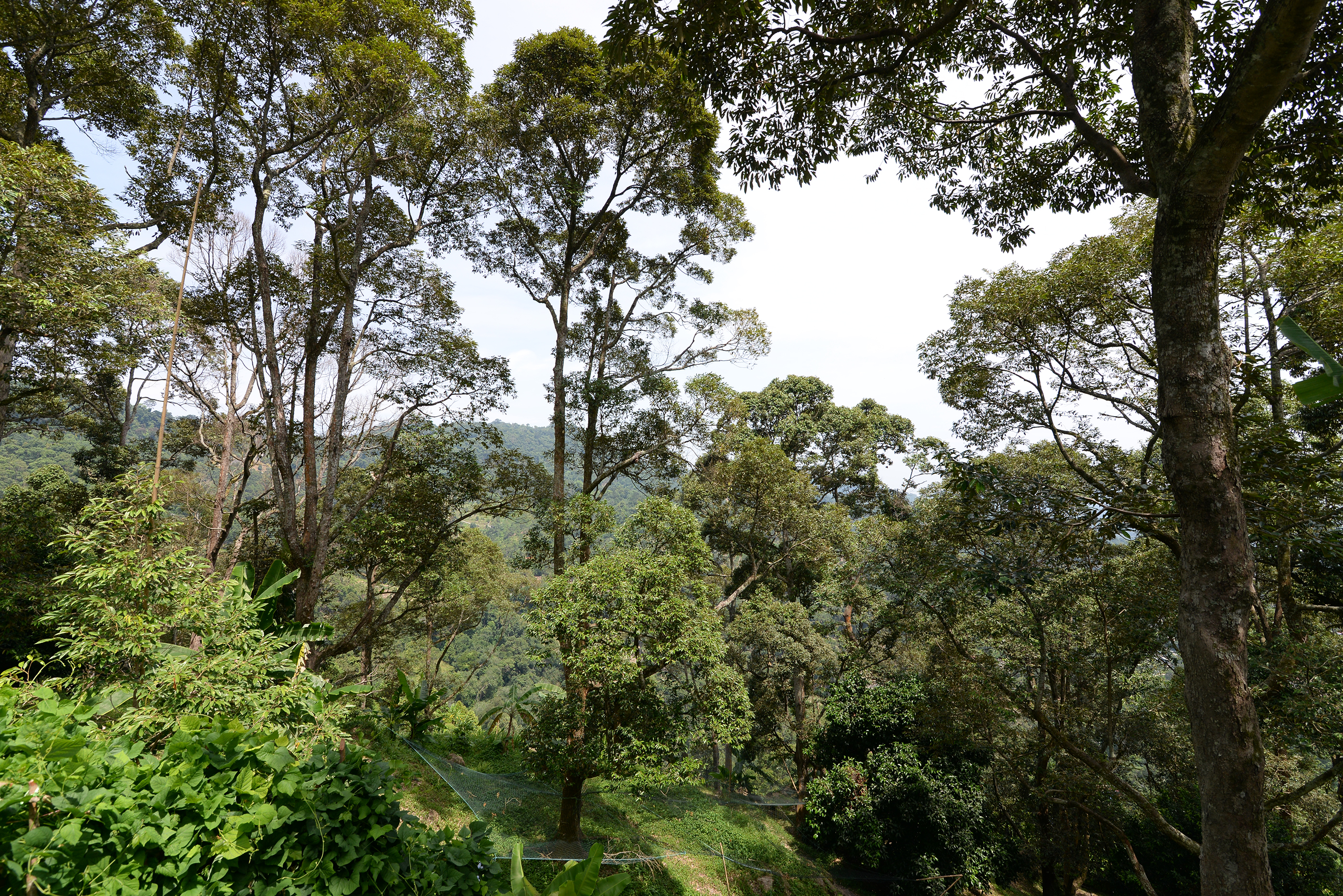 A view of the Soon Huat Durian Farm in Balik Pulau, Penang.