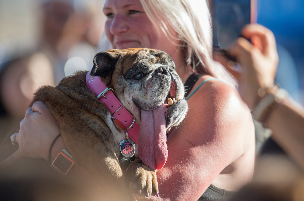 Owner Megan Brainard carries her dog Zsa Zsa, an English Bulldog, to the stage during The World's Ugliest Dog Competition in Petaluma. u00e2u20acu201d AFP pic