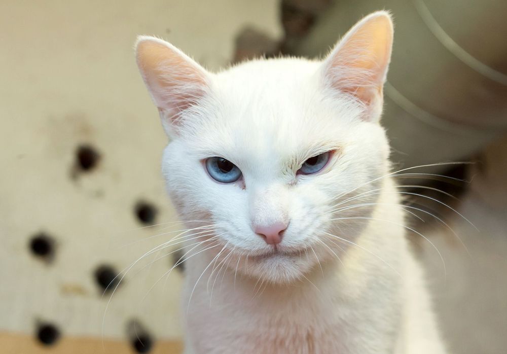 Achilles the cat that lives in St Petersburg's Hermitage museum is being touted as a feline with psychic ability to predict the winners and losers of the World Cup tournaments kicking off soon n Russia. u00e2u20acu201d Picture courtesy of hermitagemuseum.org