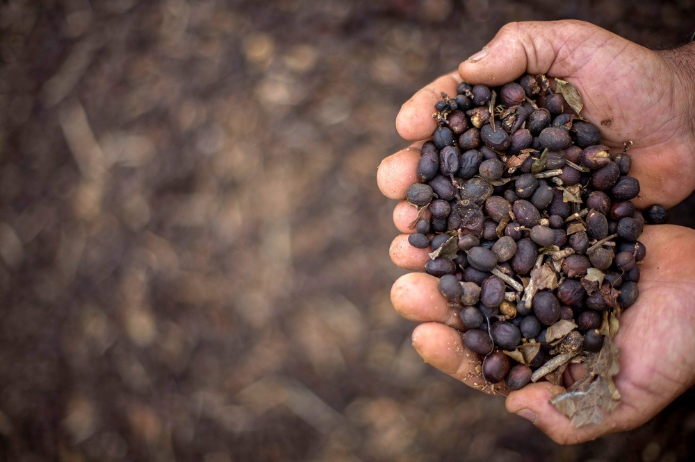 This file photo taken on November 23, 2017 depicts a farmer showing hand-picked coffee beans on his family farm located in Forquilha do Rio, municipality of Dores do Rio Preto, Espirito Santo, Brazil, on November 23, 2017. u00e2u20acu201d AFP pic