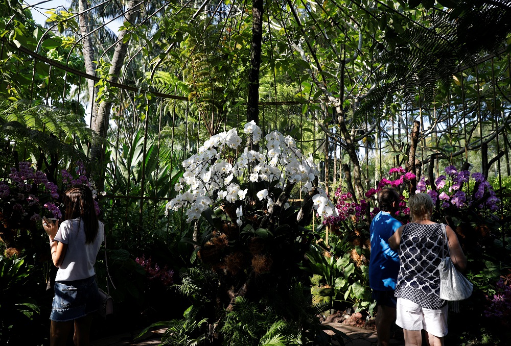 Visitors take photos of orchids at Singapore Botanic Gardens' National Orchid Garden June 6, 2018. u00e2u20acu201d Reuters pic