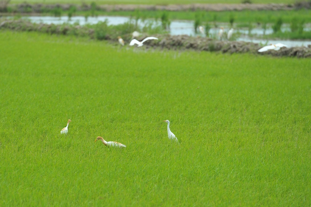 Egrets at paddy fields along the nature trail along Sungai Perai. 