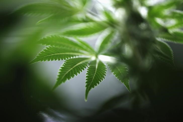 A marijuana plant is seen at Tweed Marijuana Inc in Smith's Falls, Ontario, March 19, 2014. u00e2u20acu201d Reuters pic
