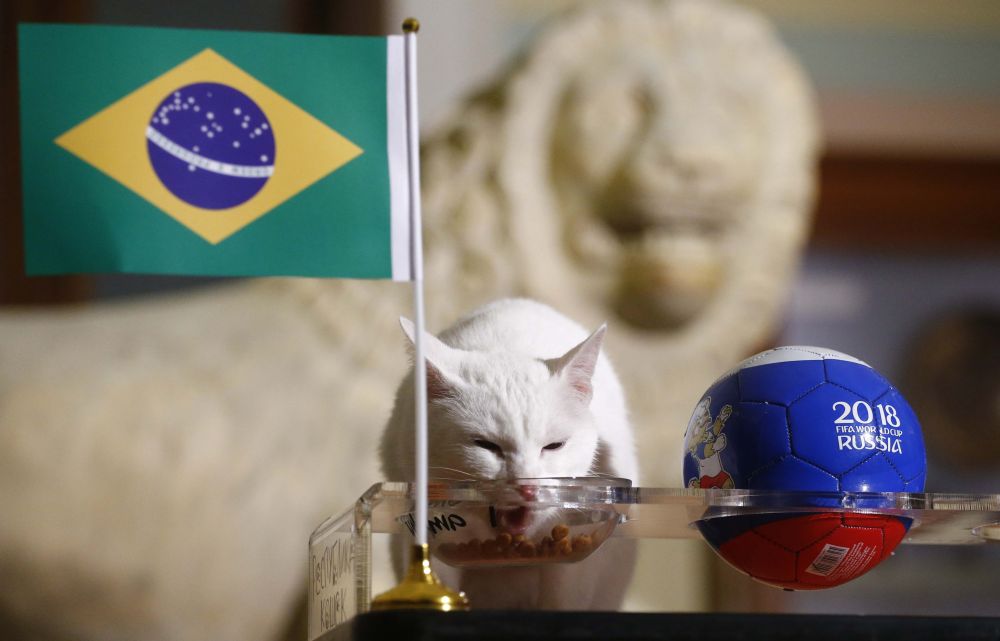 Achilles the cat attempts to predict the result of the 2018 Fifa World Cup match between Brazil and Costa Rica in Saint Petersburg June 22, 2018. u00e2u20acu2022 Reuters pic