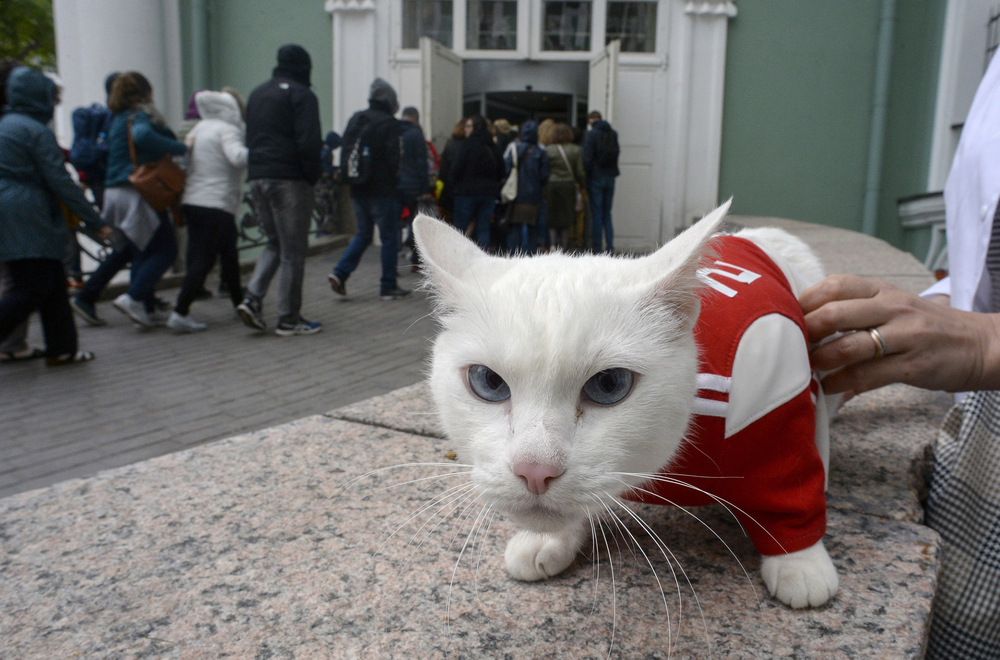 Achilles the cat, one of the State Hermitage Museum mice hunters, is pictured outside the museum in Saint Petersburg. u00e2u20acu201d AFP pic