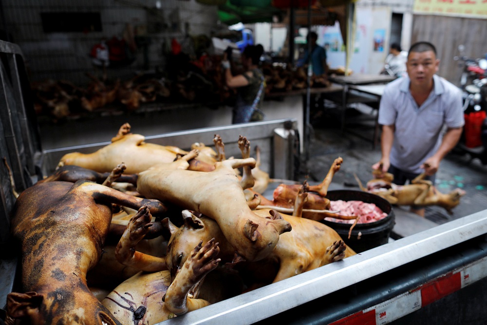 S. Korean court: Killing dogs for meat now illegal | Malay Mail