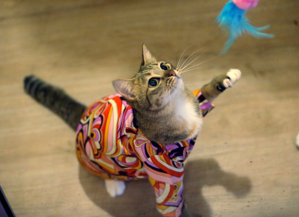A cat garbed in Geli-Geli Kucing’s ‘baju raya’ is pictured at Faizulniza's shop in Taiping June 9, 2018. ― Picture by Farhan Najib