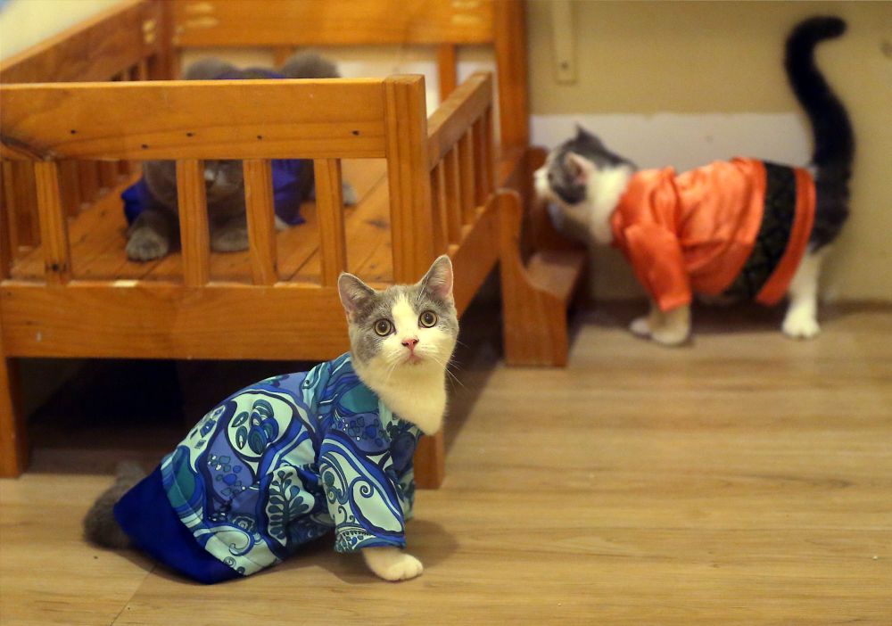 Cats garbed in Geli-Geli Kucing’s ‘baju raya’ are pictured at Faizulniza's shop in Taiping June 9, 2018. ― Picture by Farhan Najib