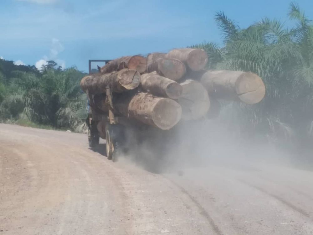 Sabahu00e2u20acu2122s ban on export of round logs is expected to spur the downstream industry and boost the local economy in the long run. u00e2u20acu201d Picture courtesy of Chan Foong Hinnn