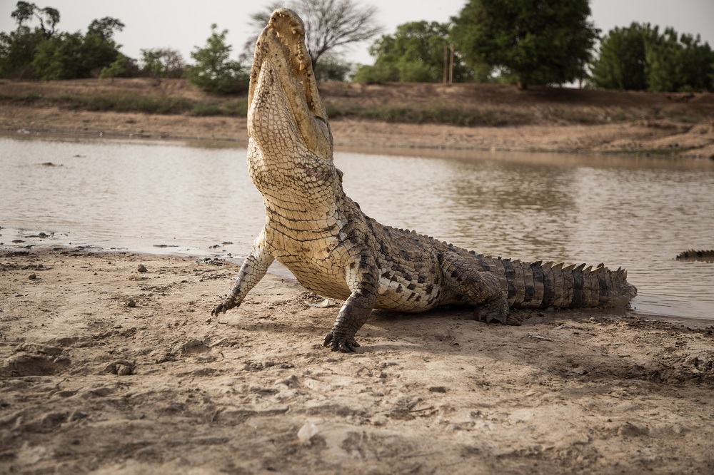 A crocodile looks towards an unseen chicken, as it is fed on May 19, 2018 at a pond in Bazoule in Burkina Faso. u00e2u20acu201d AFP pic