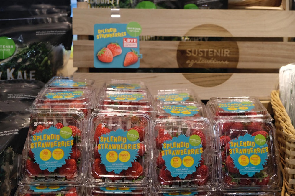 Singapore start-up Sustenir has managed to produce strawberries in Singapore, on a commercial scale, and in a controlled indoor environment. u00e2u20acu201d Chng Shao Kai/TODAY pic