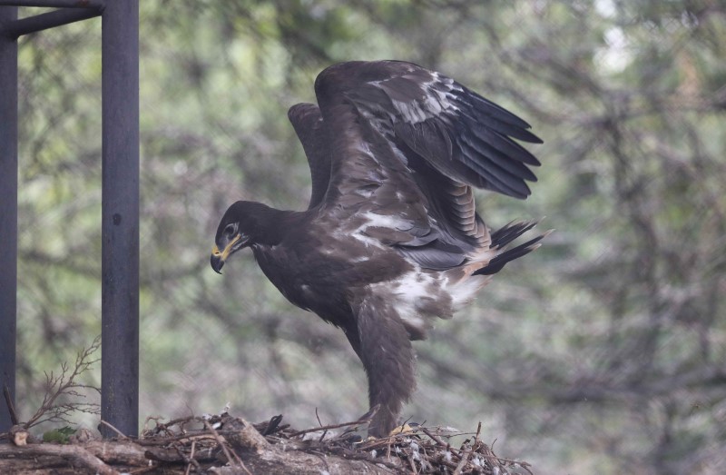 A newborn eaglet, named after the goalkeeper of the Russian national soccer team Igor Akinfeev is seen inside its enclosure during a demonstration at the Moscow Zoo July 5, 2018. u00e2u20acu201d Reuters pic