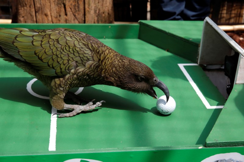 Newton, a Kea Parrot, specialised in World Cup forecasts, is seen after it predicted the outcome of the Uruguay-France Football World Cup game at the Menagerie du Jardin des Plantes in Paris July 5, 2018. u00e2u20acu201d Reuters pic