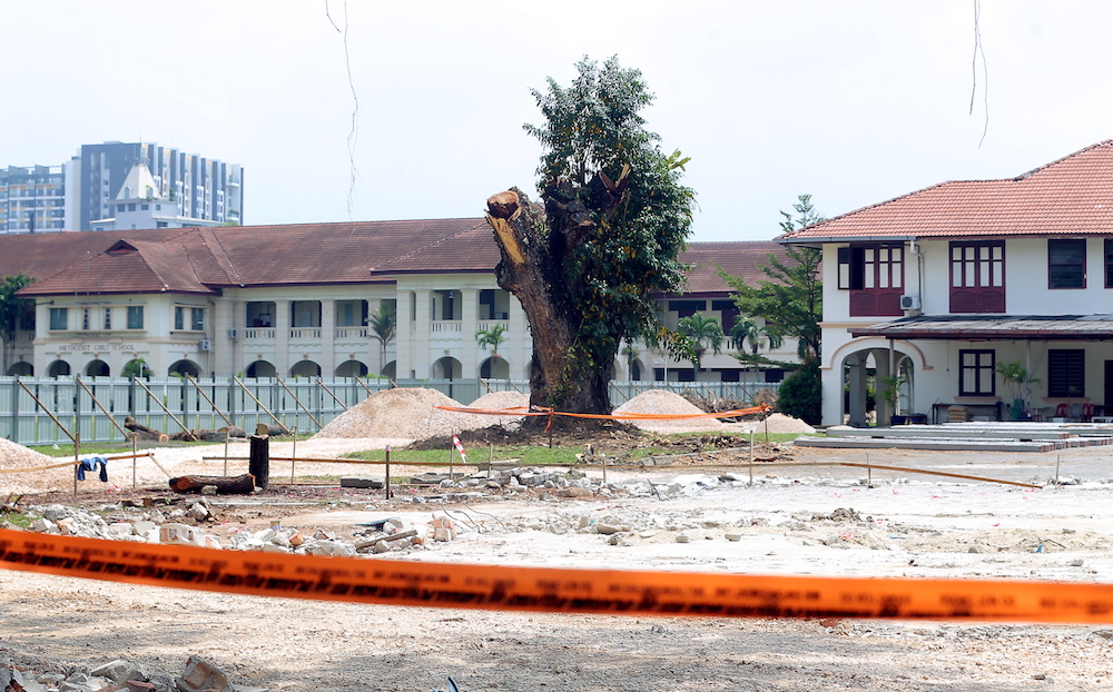Plans to fell MGSu00e2u20acu2122 iconic rain tree in Ipoh have been halted following the intervention of an MP. u00e2u20acu201d Picture by Farhan Najib