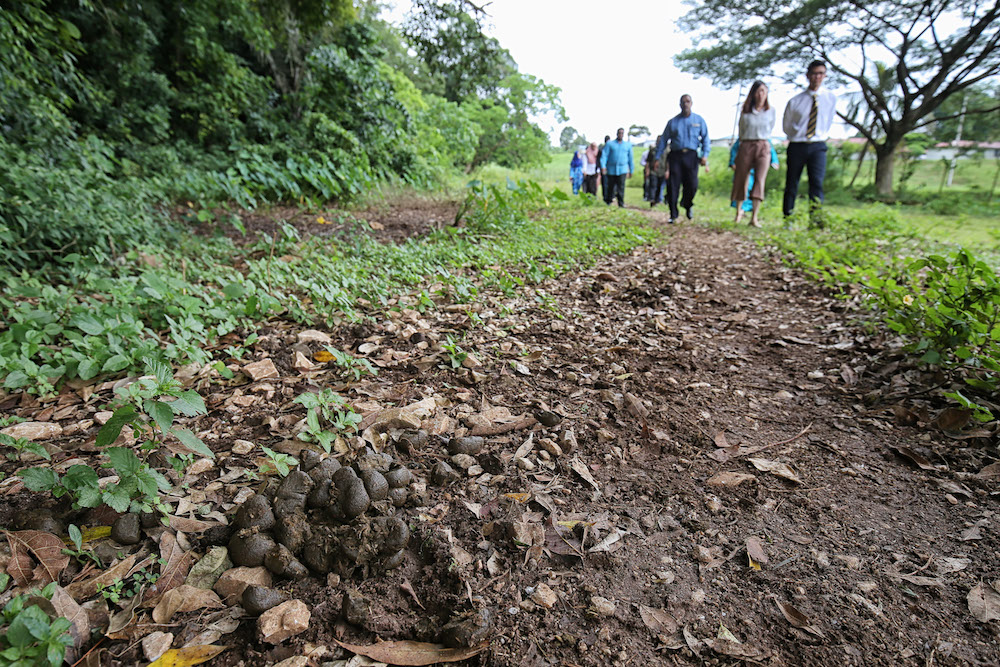 The grassy path is muddy and littered with horse droppings — due to the fact that the hill borders a private horse-racing course. — Picture by Marcus Pheong