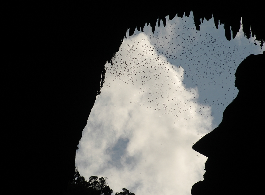 Bat swarms leaving the Deer Cave. u00e2u20acu201d Picture courtesy of Sarawak Tourism Board
