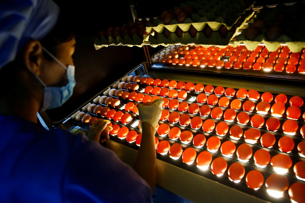 A woman inspects eggs for cracks at the Huayu hatchery in Handan, Hebei province, China June 25, 2018. u00e2u20acu201d Reuters pic
