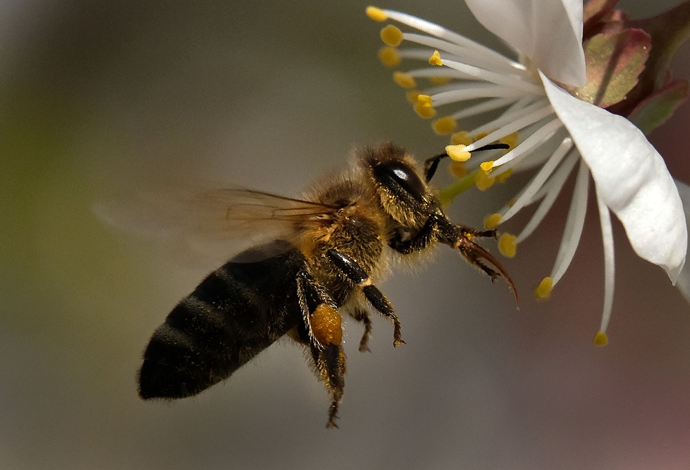 A bee gathers pollen from a flower on a cherry tree in a garden outside Moscow May 22, 2017. u00e2u20acu201d AFP pic